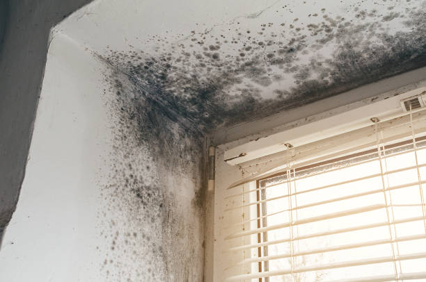 Trusted Basement Mold Remediation service in Wendell, NC - Cheap Mold Removal