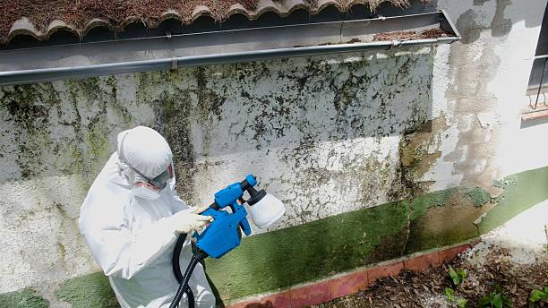 Trusted Mold Testing service in Wendell, NC - Cheap Mold Removal